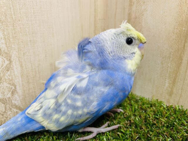 羽衣セキセイインコ