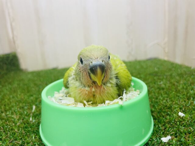 コザクラインコ（小桜インコ）