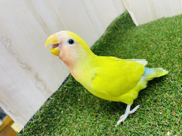 コザクラインコ（小桜インコ）