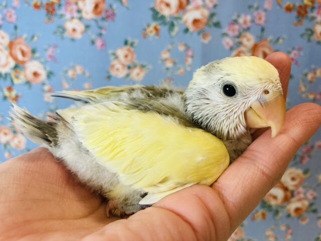 コザクラインコ（小桜インコ）