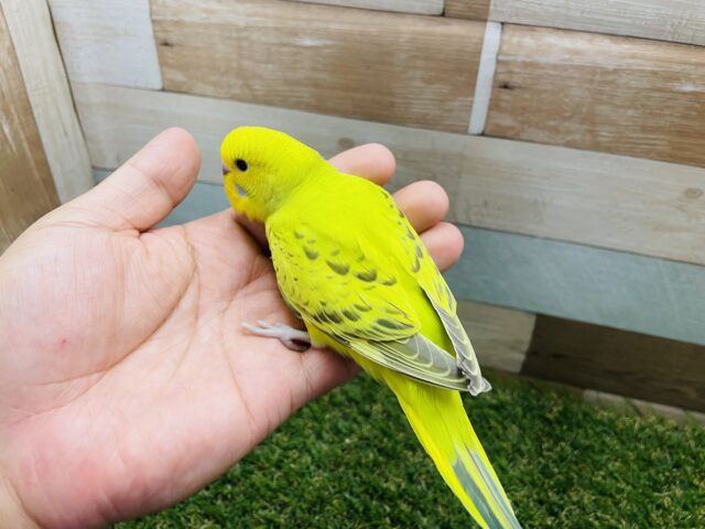 セキセイインコ