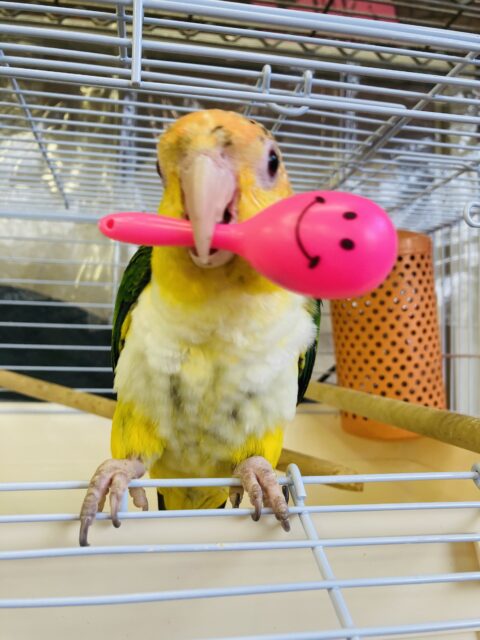 シロハラインコ