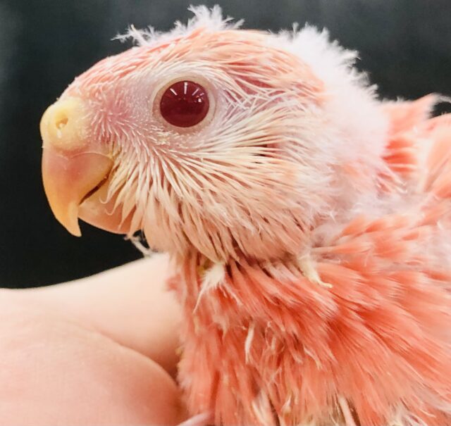 アキクサインコ（秋草インコ）