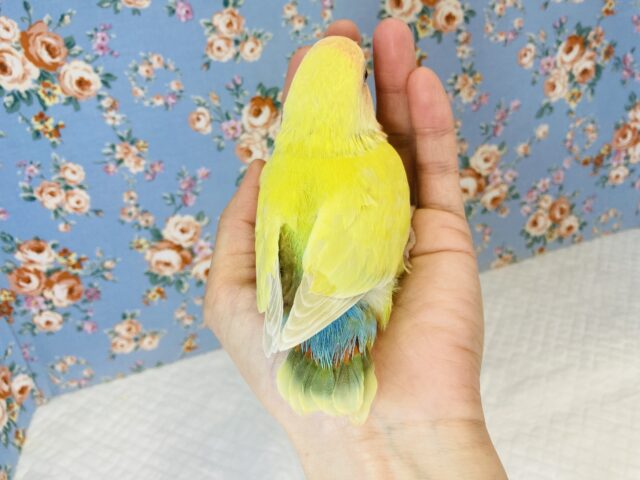 コザクラインコ（小桜インコ）