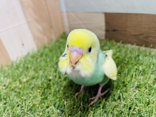 セキセイインコ
