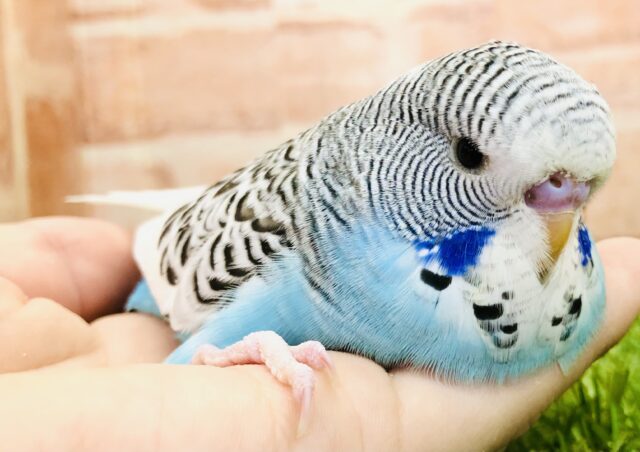 ジャンボセキセイインコ