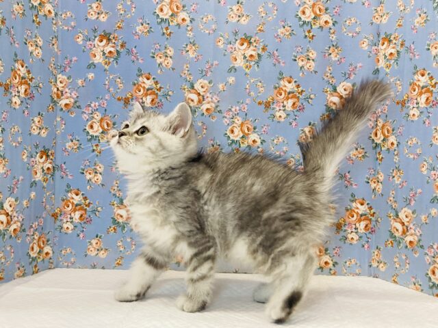 フォールデックス