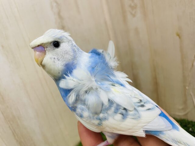 羽衣セキセイインコ