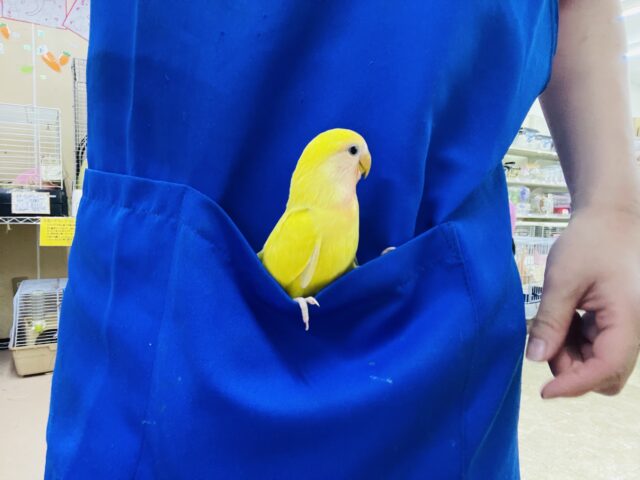 コザクラインコ（小桜インコ）