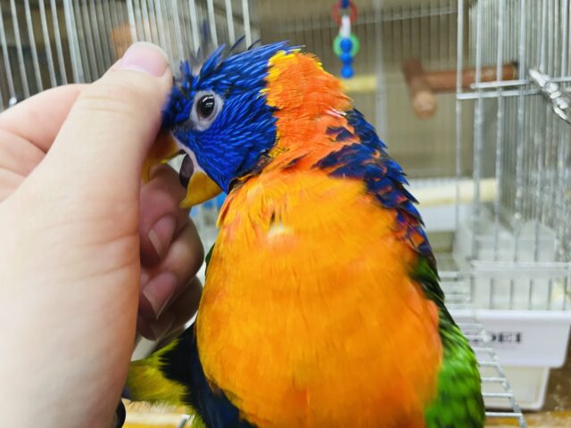 アカエリゴシキセイガイインコ