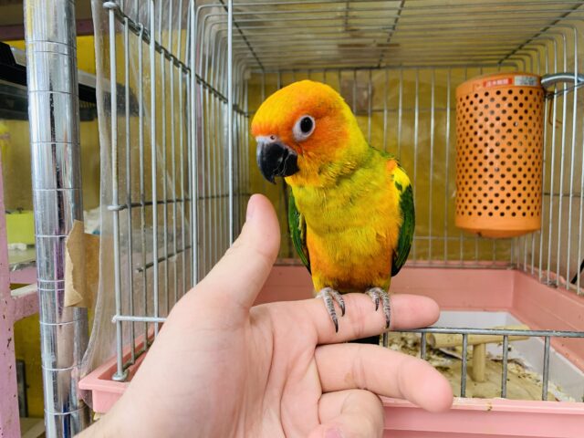 コガネメキシコインコ
