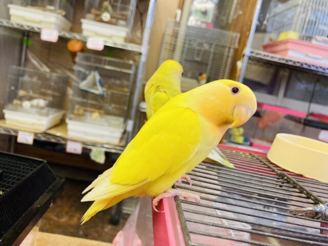 最新画像🌟激推し❤︎元気いっぱいアピールするよ🌞✨手乗りコザクラインコ(ルチノー)🪶✨ コザクラインコ(小桜インコ)