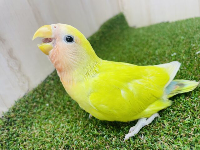 コザクラインコ（小桜インコ）