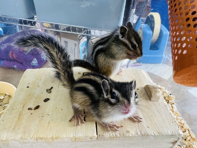 シマリス（ノーマル）