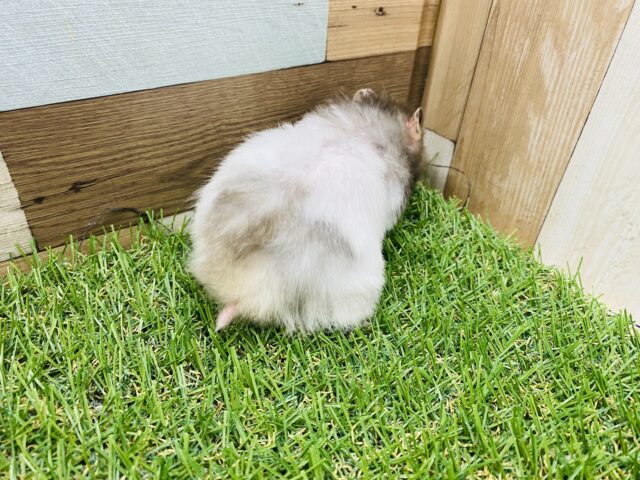 ゴールデンハムスター