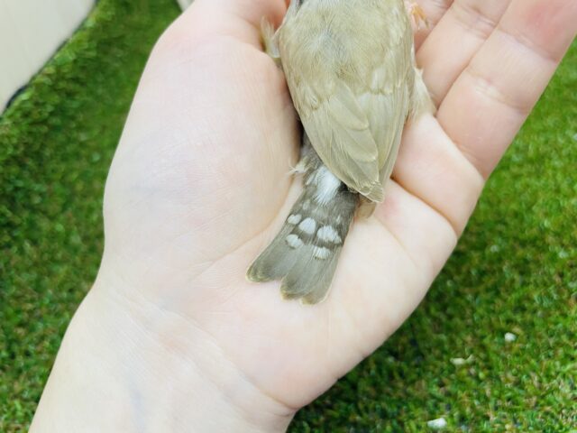 錦花鳥（キンカチョウ）