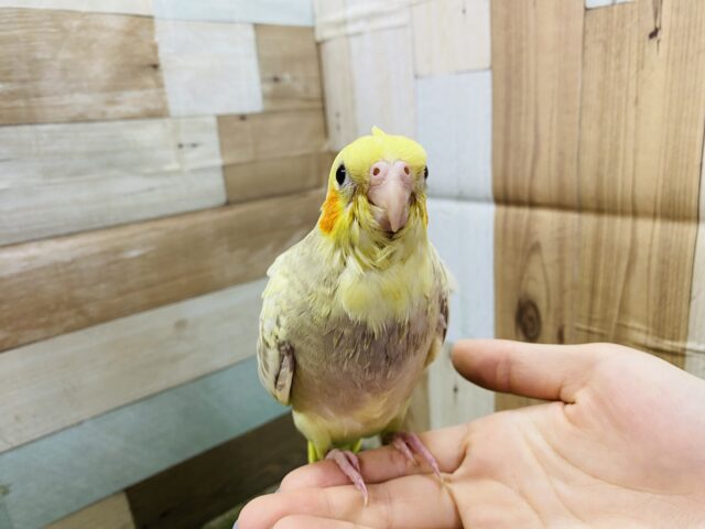 オカメインコ