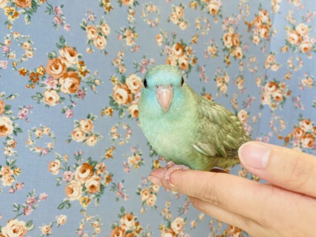 サザナミインコ