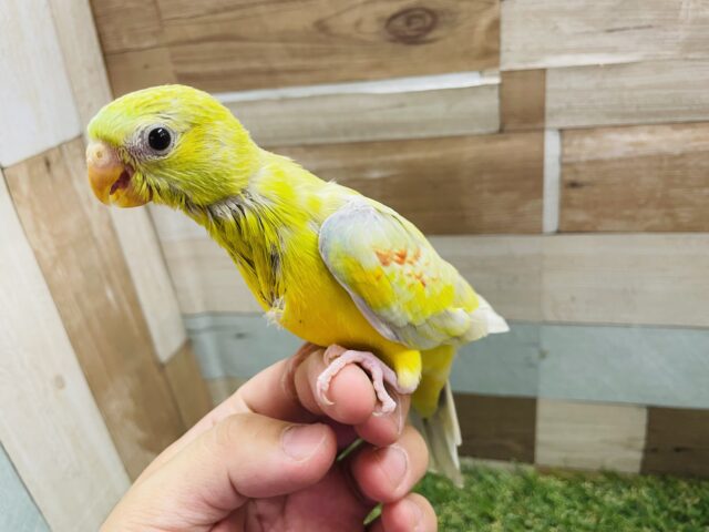 ビセイインコ（美声インコ）