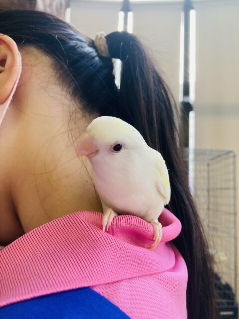 コザクラインコ（小桜インコ）