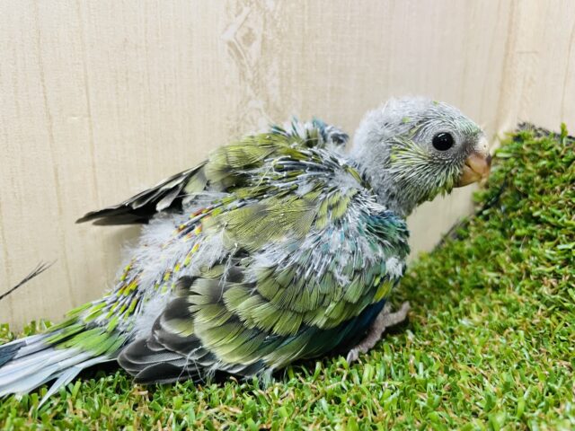 ビセイインコ（美声インコ）