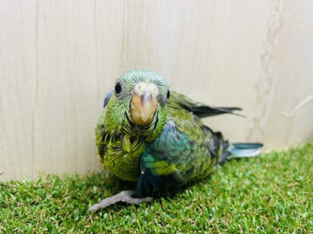 ビセイインコ（美声インコ）