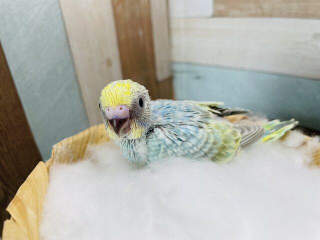 セキセイインコ