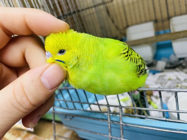 セキセイインコ