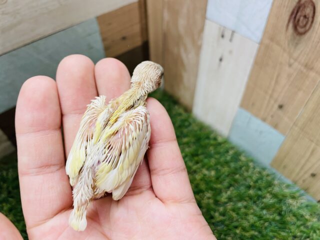 最新画像有り!サンサン☀️イエローの可愛いコ!!コキンチョウのイエロー! コキンチョウ