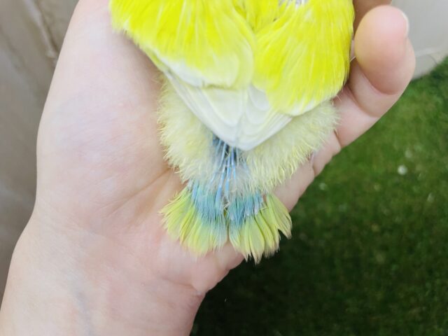 コザクラインコ（小桜インコ）