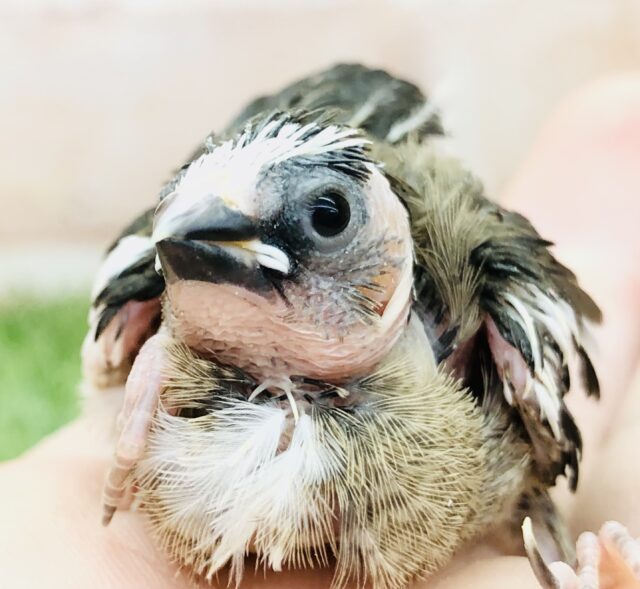 十姉妹（ジュウシマツ）