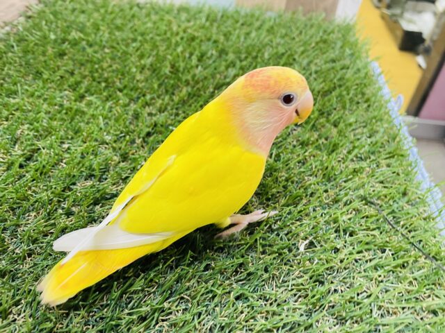 コザクラインコ（小桜インコ）