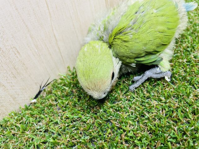 コザクラインコ（小桜インコ）