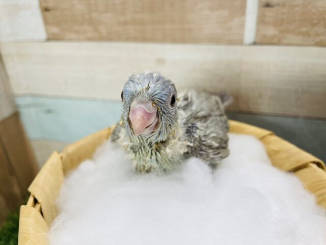 サザナミインコ