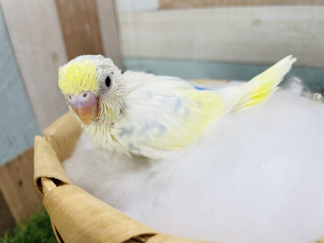 セキセイインコ