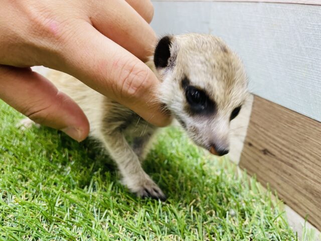 ミーアキャット