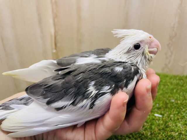 オカメインコ