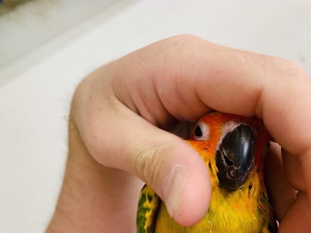 【最新画像更新✨】ちょ~ベタなれ!! コガネメキシコインコ R5 4/8撮影 コガネメキシコインコ