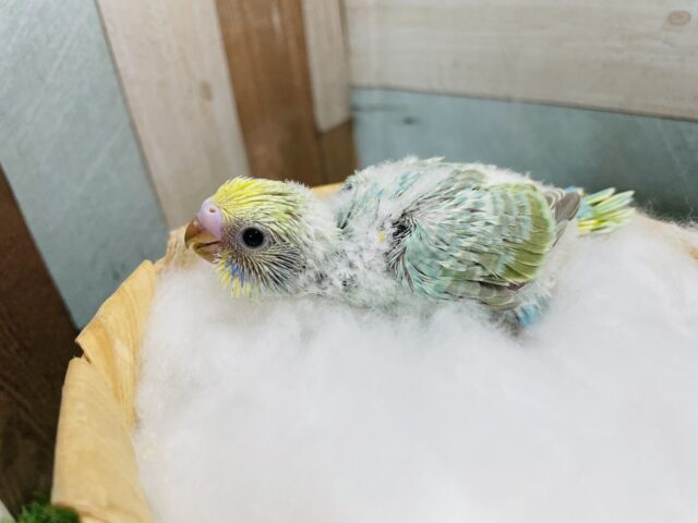 セキセイインコ