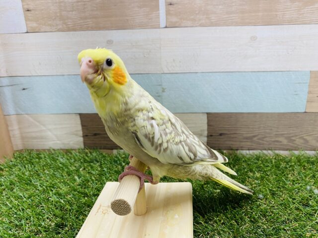 オカメインコ