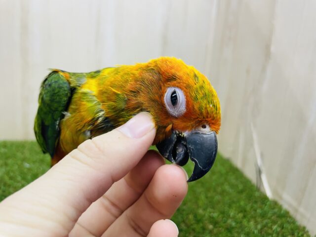コガネメキシコインコ