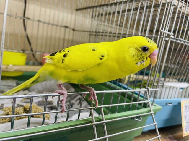 セキセイインコ