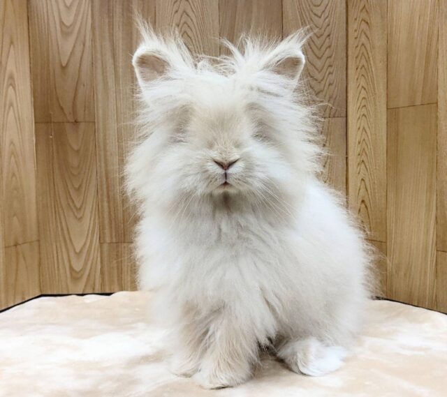 アンゴララビット