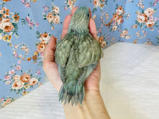 サザナミインコ