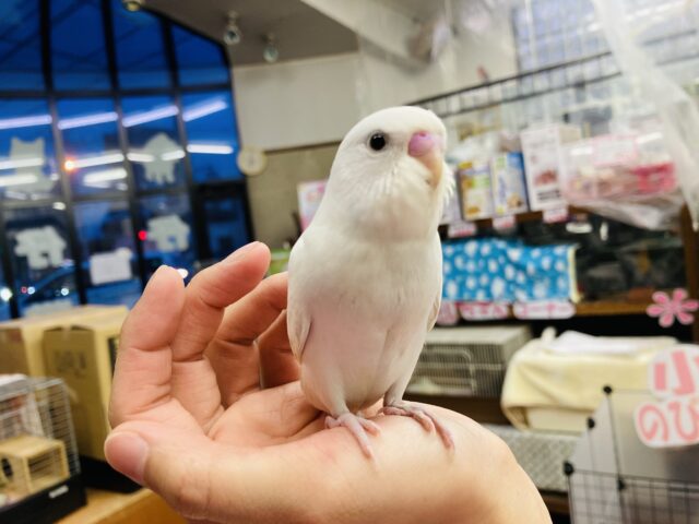 セキセイインコ