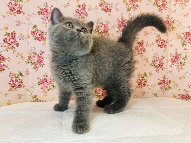 フォールデックス