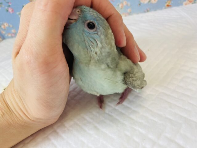 サザナミインコ