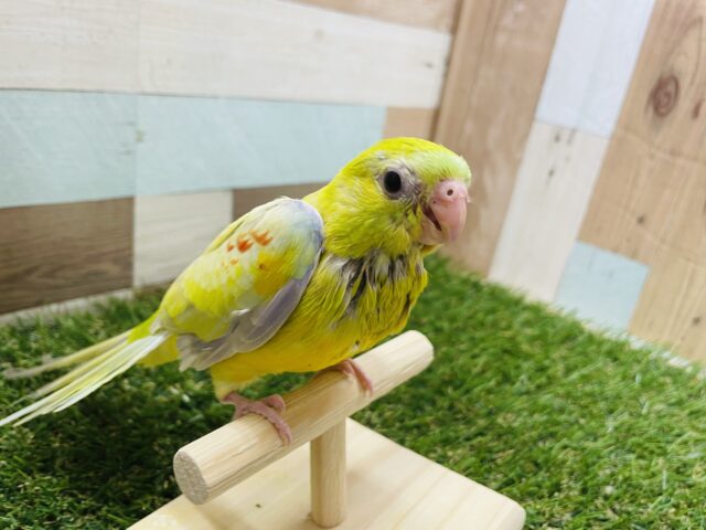 ビセイインコ（美声インコ）