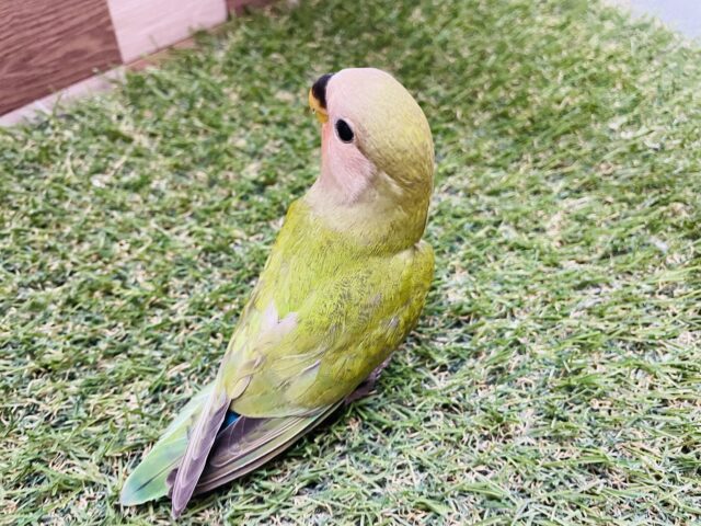 コザクラインコ（小桜インコ）
