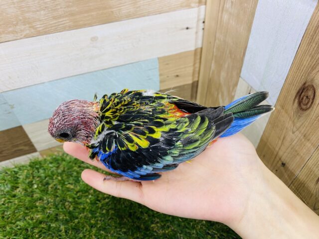 ナナクサインコ（七草インコ）